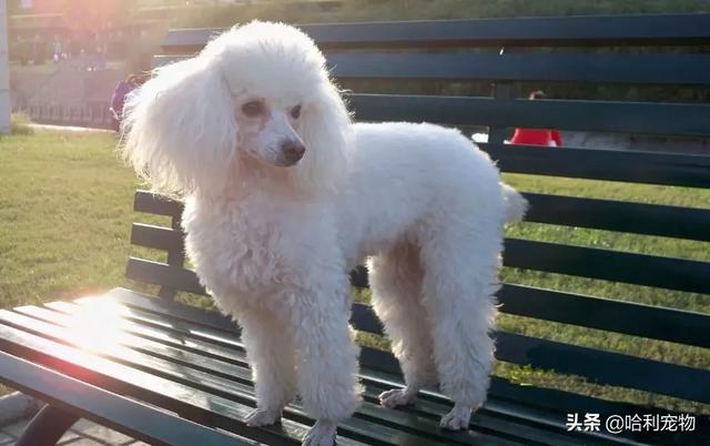 狗狗的智商排名前20(狗狗智商排名前10名)(3)