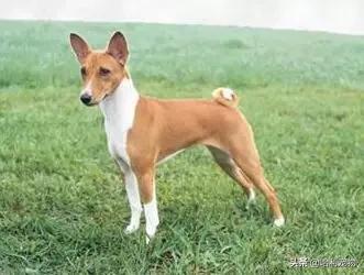 狗狗的智商排名前20(狗狗智商排名前10名)(20)