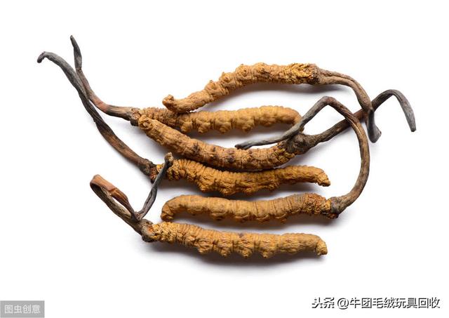 冬虫夏草都有什么样的(你真的了解它吗)(1)