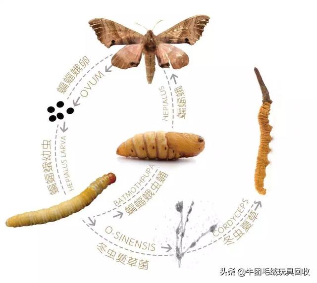 冬虫夏草都有什么样的(你真的了解它吗)(3)