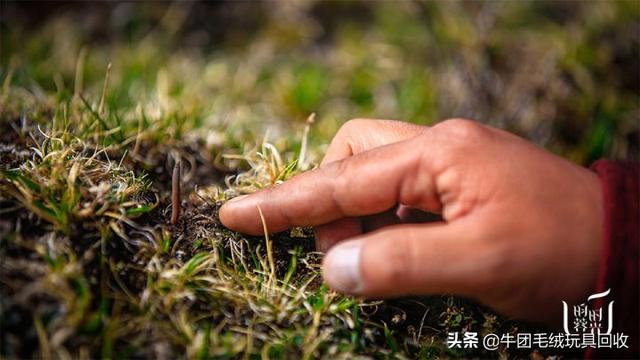 冬虫夏草都有什么样的(你真的了解它吗)(4)