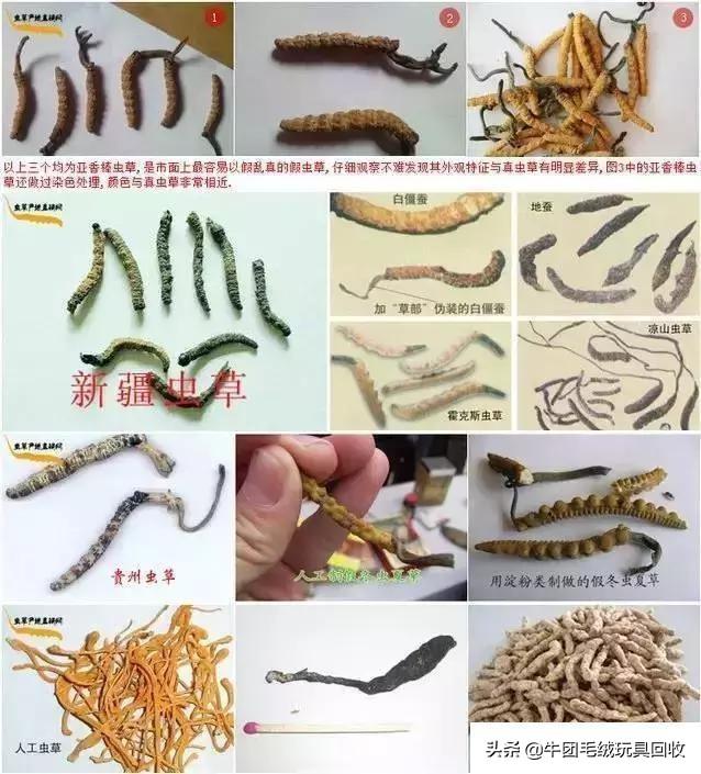 冬虫夏草都有什么样的(你真的了解它吗)(10)