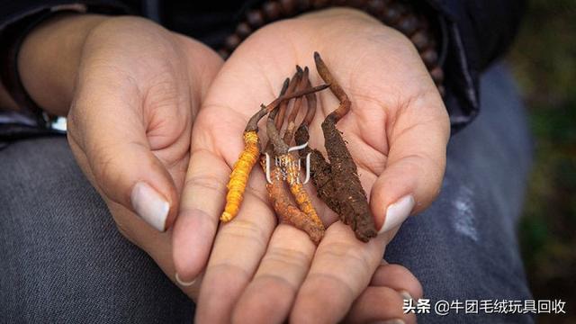 冬虫夏草都有什么样的(你真的了解它吗)(7)