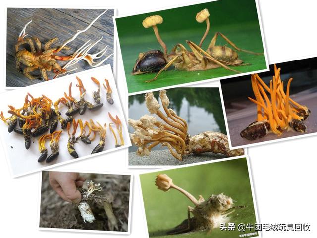 冬虫夏草都有什么样的(你真的了解它吗)(8)