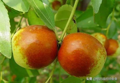 宿迁特色美食有什么(江苏宿迁美食集锦)(17)