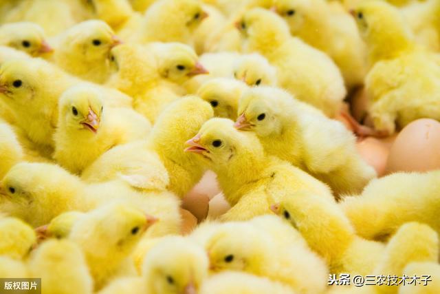 雏鸡饲养方法和注意事项（雏鸡第一天重要的4个环节）(1)