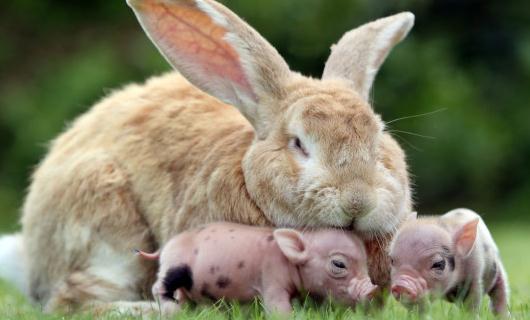 巨型格仔兔多少钱一只?