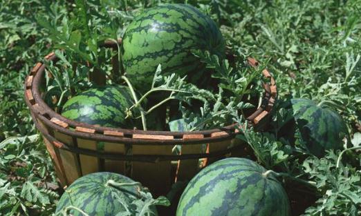 如何把西瓜变成花肥呢?