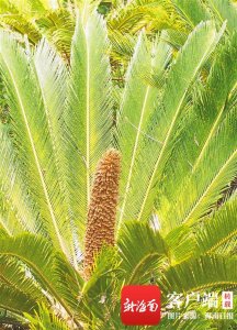 ​国家一级保护植物苏铁树图（深读植物霸主）