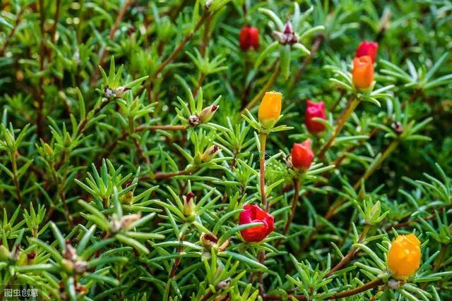 花钟里有什么花分别在几点开（看看哪朵花开了就知道）(53)