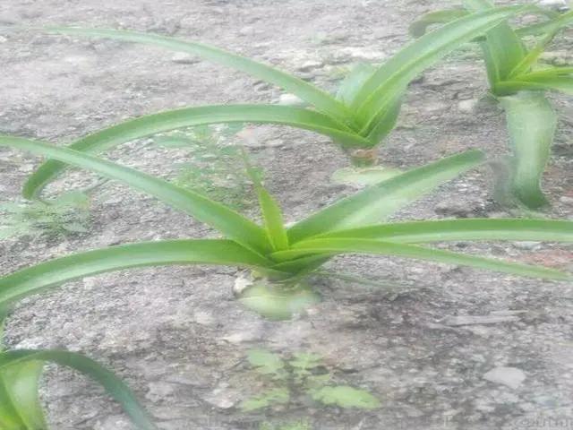 花钟里有什么花分别在几点开（看看哪朵花开了就知道）(59)