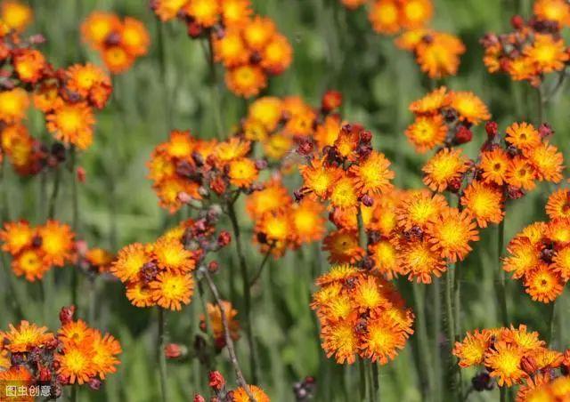 花钟里有什么花分别在几点开（看看哪朵花开了就知道）(32)