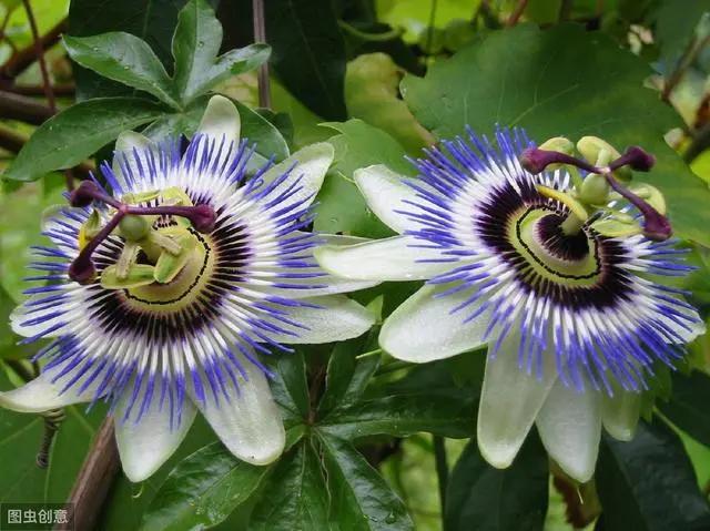 花钟里有什么花分别在几点开（看看哪朵花开了就知道）(70)