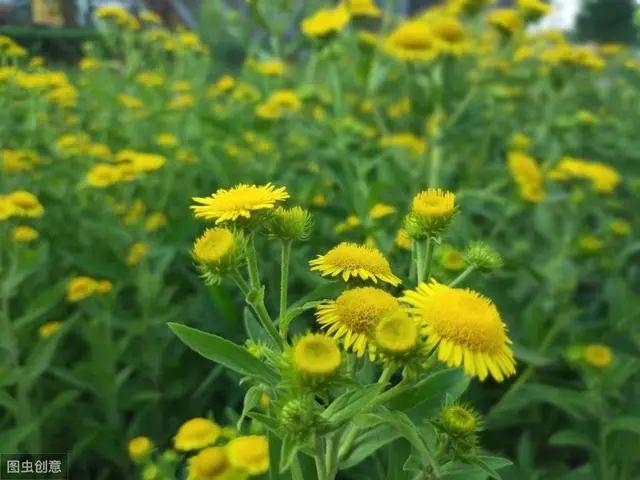 花钟里有什么花分别在几点开（看看哪朵花开了就知道）(61)