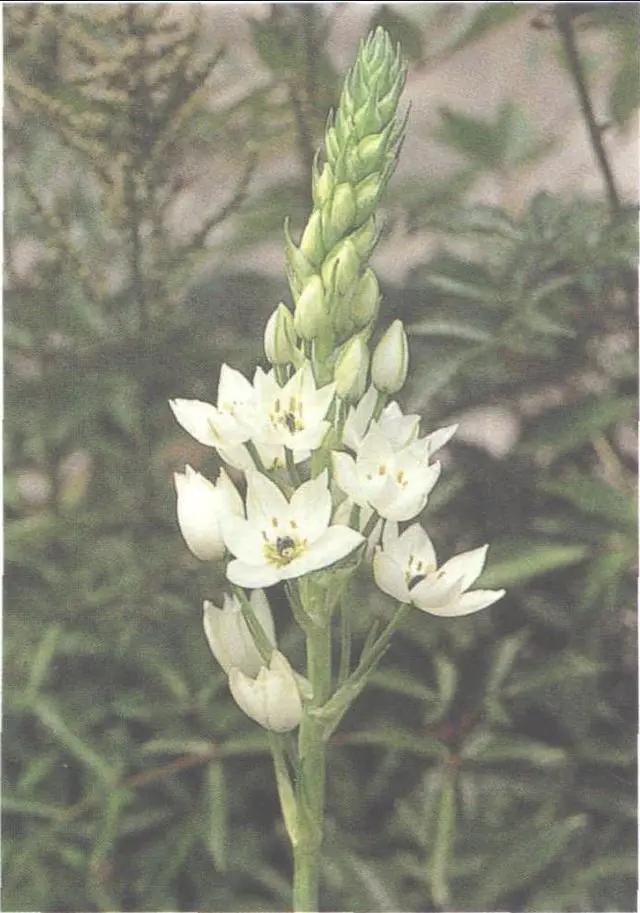 花钟里有什么花分别在几点开（看看哪朵花开了就知道）(57)