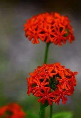 花钟里有什么花分别在几点开（看看哪朵花开了就知道）(80)