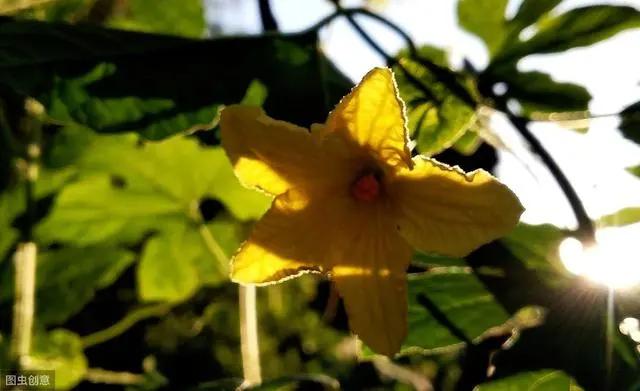 花钟里有什么花分别在几点开（看看哪朵花开了就知道）(83)