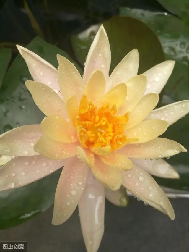 花钟里有什么花分别在几点开（看看哪朵花开了就知道）(41)