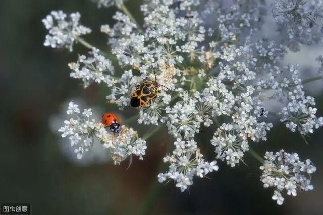 花钟里有什么花分别在几点开（看看哪朵花开了就知道）(2)