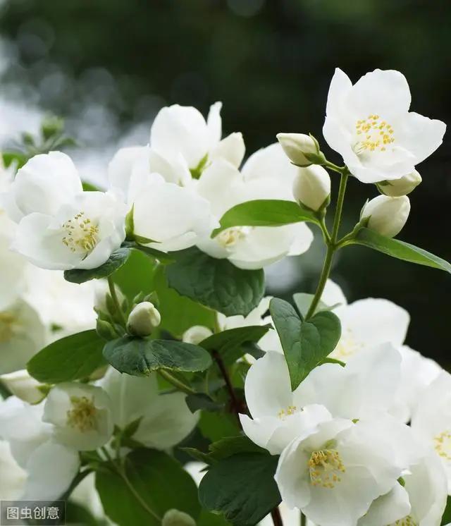 花钟里有什么花分别在几点开（看看哪朵花开了就知道）(77)