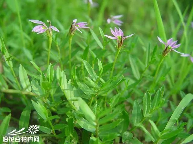 花钟里有什么花分别在几点开（看看哪朵花开了就知道）(47)