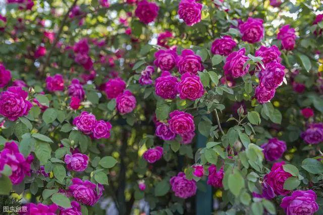 花钟里有什么花分别在几点开（看看哪朵花开了就知道）(11)