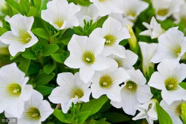 花钟里有什么花分别在几点开（看看哪朵花开了就知道）(6)