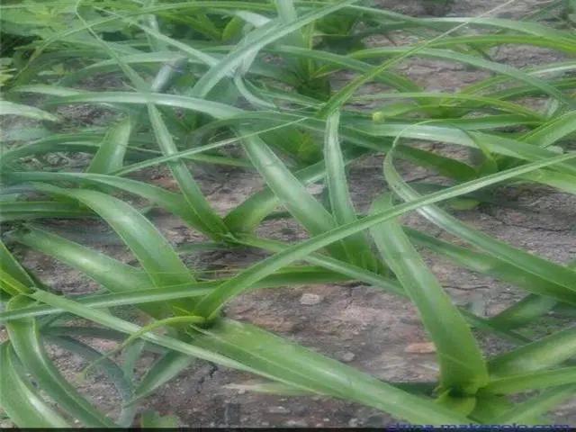 花钟里有什么花分别在几点开（看看哪朵花开了就知道）(60)