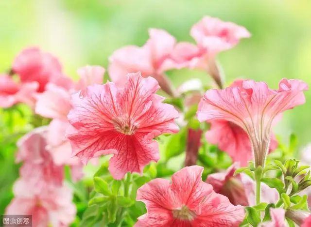 花钟里有什么花分别在几点开（看看哪朵花开了就知道）(5)