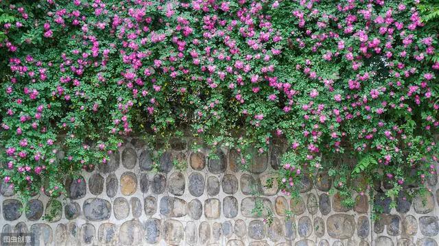 花钟里有什么花分别在几点开（看看哪朵花开了就知道）(9)
