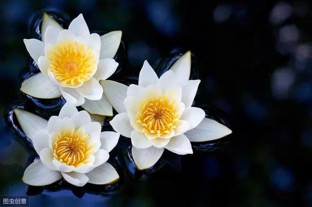 花钟里有什么花分别在几点开（看看哪朵花开了就知道）(38)