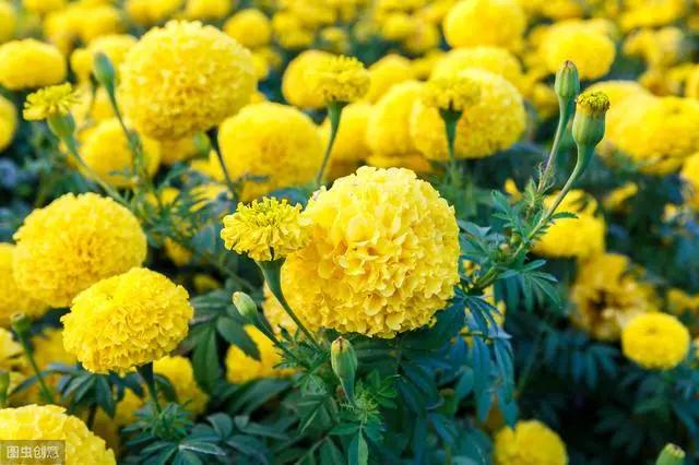 花钟里有什么花分别在几点开（看看哪朵花开了就知道）(75)