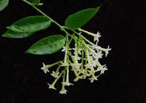 花钟里有什么花分别在几点开（看看哪朵花开了就知道）(84)