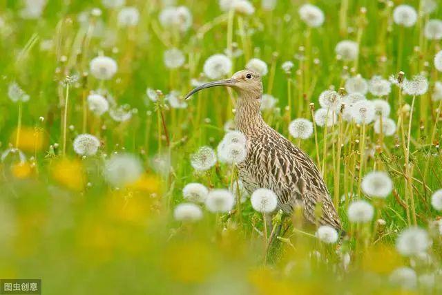 花钟里有什么花分别在几点开（看看哪朵花开了就知道）(29)
