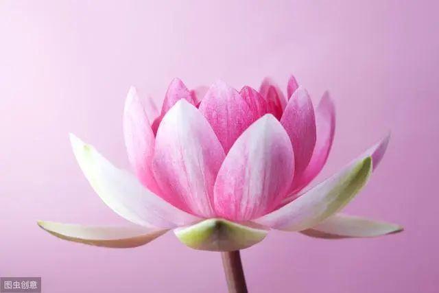 花钟里有什么花分别在几点开（看看哪朵花开了就知道）(13)