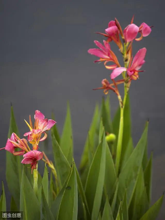 花钟里有什么花分别在几点开（看看哪朵花开了就知道）(51)