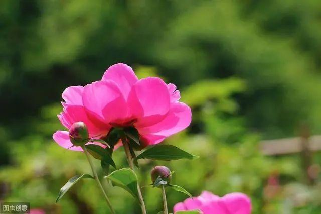 花钟里有什么花分别在几点开（看看哪朵花开了就知道）(23)