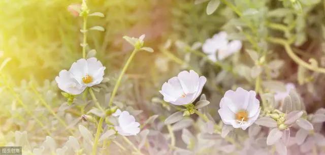 花钟里有什么花分别在几点开（看看哪朵花开了就知道）(66)