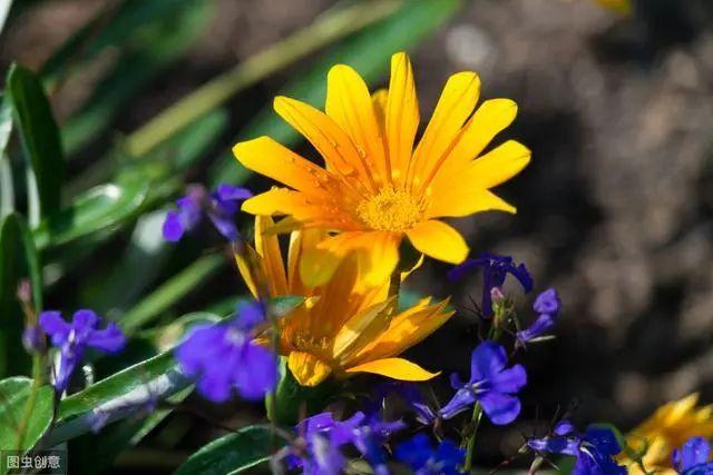 花钟里有什么花分别在几点开（看看哪朵花开了就知道）(44)