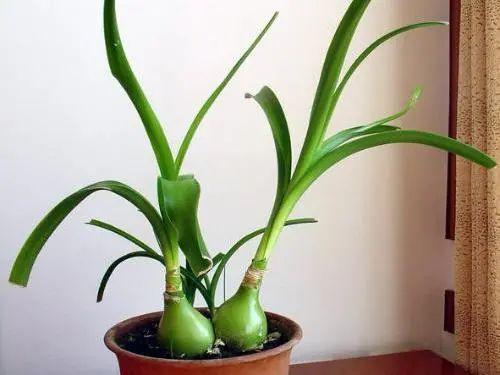 花钟里有什么花分别在几点开（看看哪朵花开了就知道）(58)