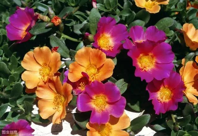 花钟里有什么花分别在几点开（看看哪朵花开了就知道）(67)