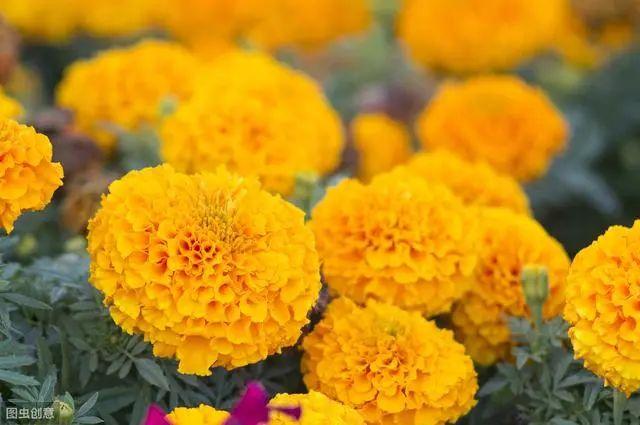 花钟里有什么花分别在几点开（看看哪朵花开了就知道）(74)