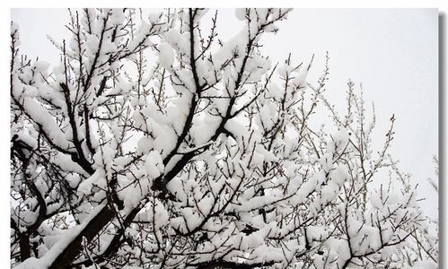 忽如一夜春风来的下一句是什么