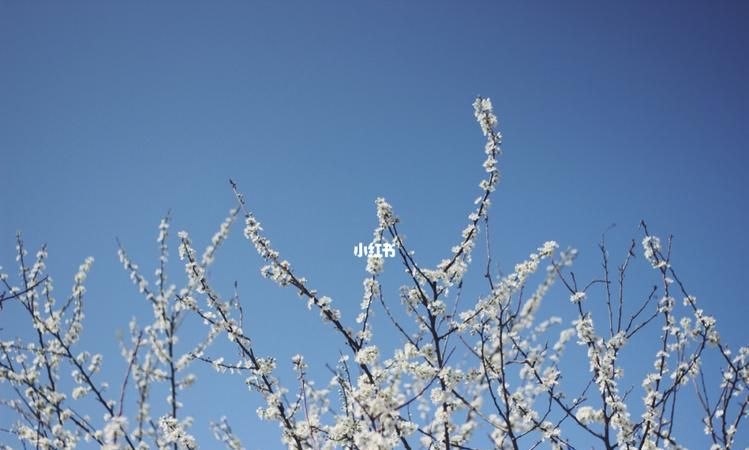 忽如一夜春风来的下一句