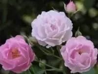 蔷薇花语,小蔷薇花语是什么意思?图3