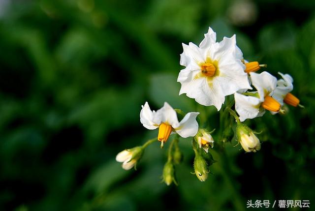 花儿开得如夏般热烈（有一种芬芳叫土豆花儿开）(1)