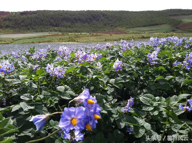 花儿开得如夏般热烈（有一种芬芳叫土豆花儿开）(2)