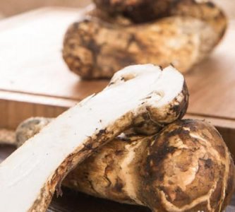 ​松茸怎么样是坏了,松茸怎么样才算坏了