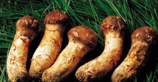 松茸怎么样是坏了,松茸怎么样才算坏了图2