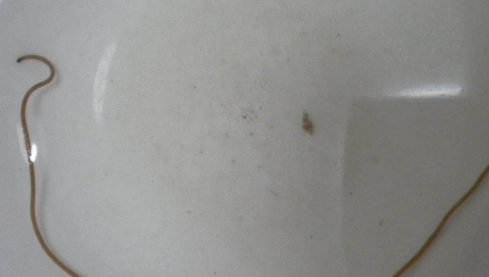 螳螂肚子里的黑线是什么东西,螳螂死了铁线虫多久爬出来图2